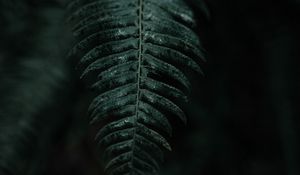 Preview wallpaper fern, leaf, macro, dark, plant