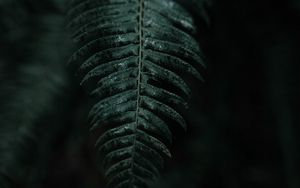 Preview wallpaper fern, leaf, macro, dark, plant