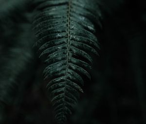 Preview wallpaper fern, leaf, macro, dark, plant