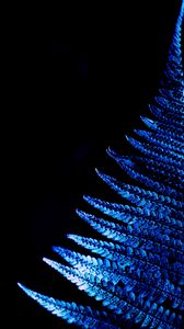 Preview wallpaper fern, leaf, macro, blue