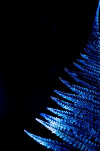 Preview wallpaper fern, leaf, macro, blue