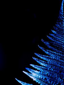 Preview wallpaper fern, leaf, macro, blue