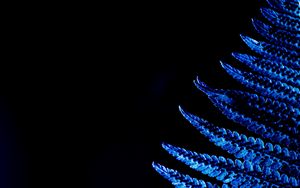 Preview wallpaper fern, leaf, macro, blue
