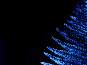 Preview wallpaper fern, leaf, macro, blue