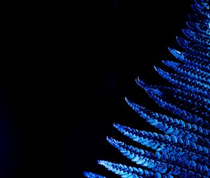 Preview wallpaper fern, leaf, macro, blue