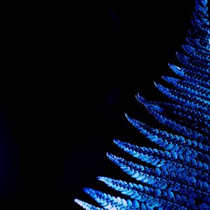 Preview wallpaper fern, leaf, macro, blue