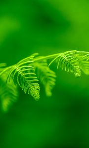 Preview wallpaper fern, leaf, macro, plant, green, bright