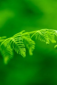 Preview wallpaper fern, leaf, macro, plant, green, bright