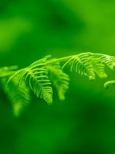 Preview wallpaper fern, leaf, macro, plant, green, bright