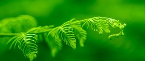 Preview wallpaper fern, leaf, macro, plant, green, bright