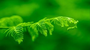 Preview wallpaper fern, leaf, macro, plant, green, bright