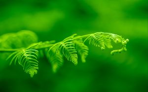 Preview wallpaper fern, leaf, macro, plant, green, bright