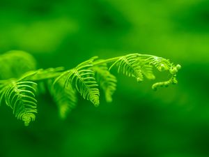 Preview wallpaper fern, leaf, macro, plant, green, bright