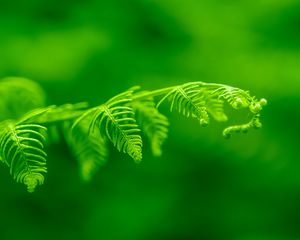 Preview wallpaper fern, leaf, macro, plant, green, bright