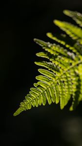 Preview wallpaper fern, leaf, macro, green, dark