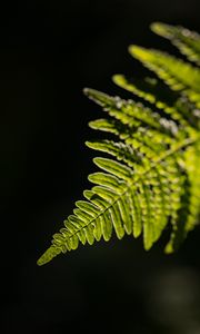 Preview wallpaper fern, leaf, macro, green, dark