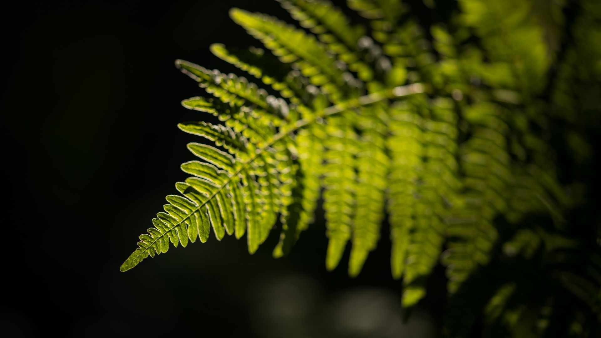 Download wallpaper 1920x1080 fern, leaf, macro, green, dark full hd