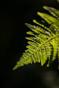 Preview wallpaper fern, leaf, macro, green, dark