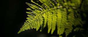 Preview wallpaper fern, leaf, macro, green, dark