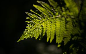 Preview wallpaper fern, leaf, macro, green, dark