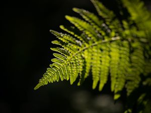 Preview wallpaper fern, leaf, macro, green, dark