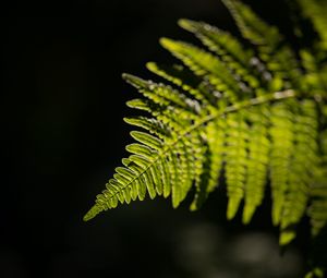 Preview wallpaper fern, leaf, macro, green, dark