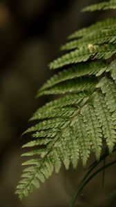 Preview wallpaper fern, leaf, macro, blur