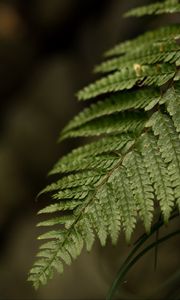 Preview wallpaper fern, leaf, macro, blur