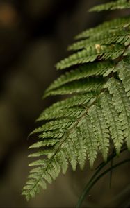 Preview wallpaper fern, leaf, macro, blur