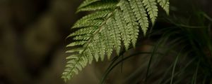 Preview wallpaper fern, leaf, macro, blur