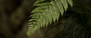 Preview wallpaper fern, leaf, macro, blur