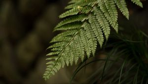 Preview wallpaper fern, leaf, macro, blur