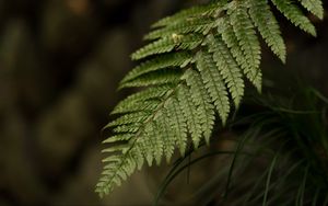 Preview wallpaper fern, leaf, macro, blur