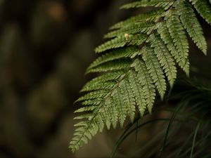 Preview wallpaper fern, leaf, macro, blur