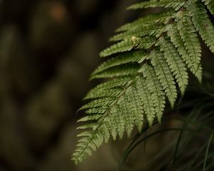 Preview wallpaper fern, leaf, macro, blur