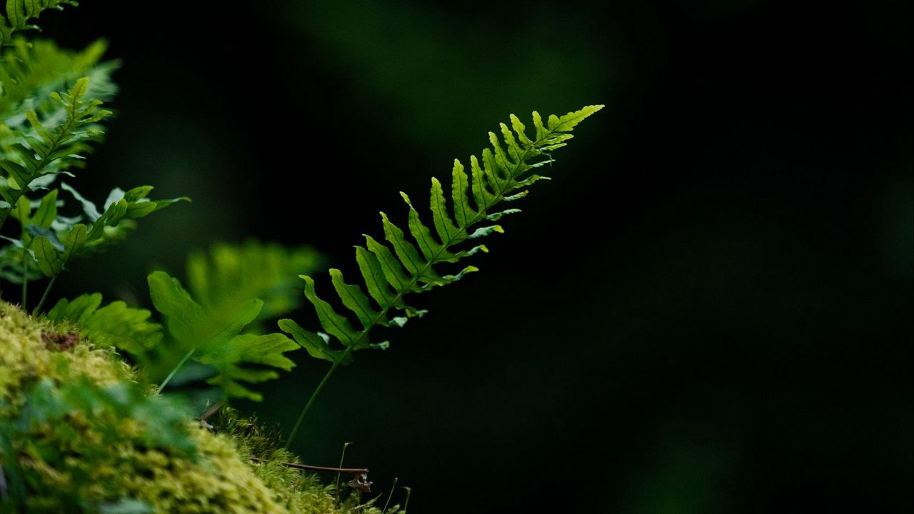 Wallpaper fern, leaf, moss, macro, black background