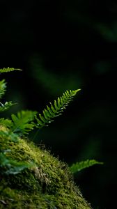 Preview wallpaper fern, leaf, moss, macro, black background