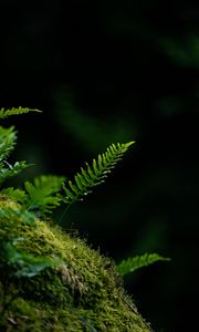 Preview wallpaper fern, leaf, moss, macro, black background