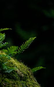 Preview wallpaper fern, leaf, moss, macro, black background