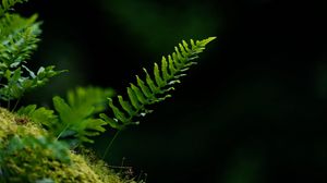 Preview wallpaper fern, leaf, moss, macro, black background