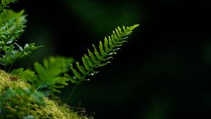 Preview wallpaper fern, leaf, moss, macro, black background