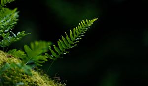 Preview wallpaper fern, leaf, moss, macro, black background