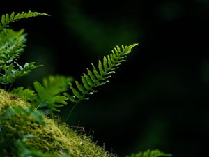 Preview wallpaper fern, leaf, moss, macro, black background