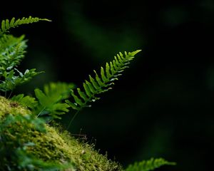 Preview wallpaper fern, leaf, moss, macro, black background