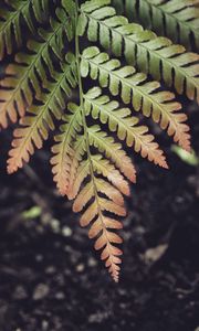 Preview wallpaper fern, leaf, plant, macro