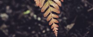 Preview wallpaper fern, leaf, plant, macro