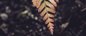 Preview wallpaper fern, leaf, plant, macro