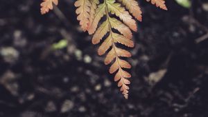 Preview wallpaper fern, leaf, plant, macro