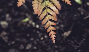 Preview wallpaper fern, leaf, plant, macro
