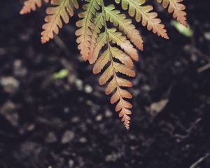 Preview wallpaper fern, leaf, plant, macro